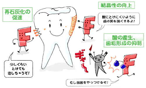 フッ素は歯の強い味方